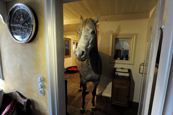 Wohnen mit einem Pferd im Haus: Nasar steht in der Küchentür