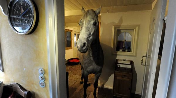 Wohnen mit einem Pferd im Haus: Nasar steht in der Küchentür