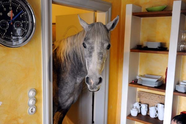 Wohnen mit einem Pferd im Haus: "Nasar" riskiert einen Blick in die Küche