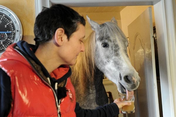 Wohnen mit einem Pferd im Haus: Nasar trinkt Saft aus einem Glas