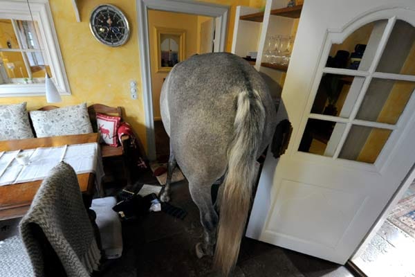 Wohnen mit einem Pferd im Haus: Nasar verlässt die Küche