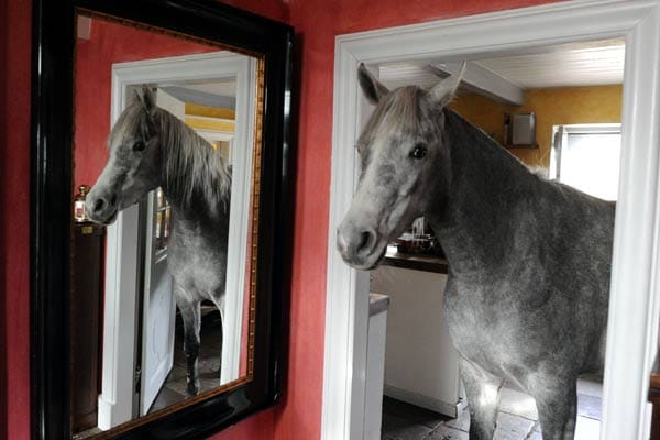 Wohnen mit einem Pferd im Haus: Nasar vor einem Spiegel