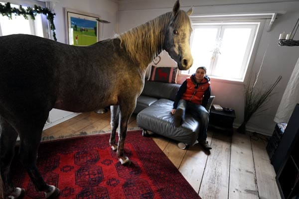 Wohnen mit einem Pferd im Haus: Nasar mit Stephanie Arndt im Wohnzimmer