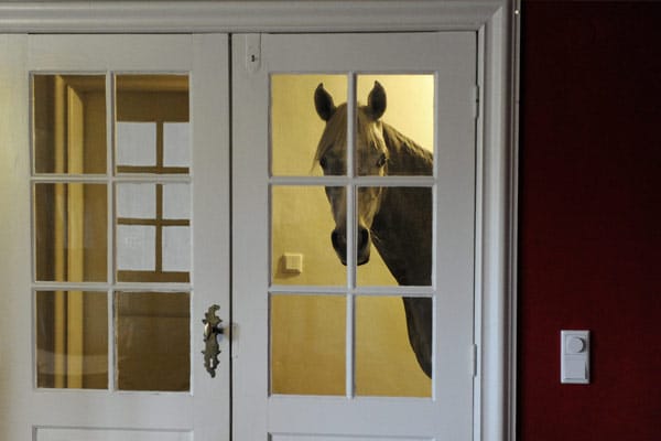 Wohnen mit einem Pferd im Haus: Nasar vor der Tür