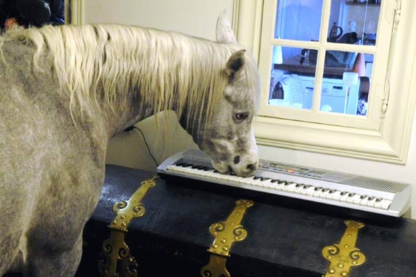 Wohnen mit einem Pferd im Haus: Nasar macht Musik