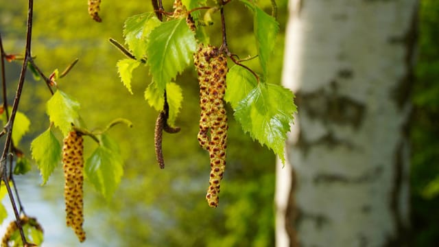 Die Pollen von Birke gehören zu den schlimmsten Allergieauslösern