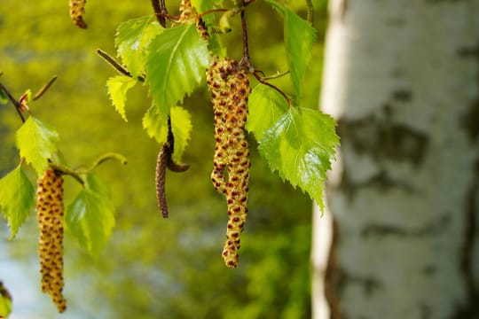 Die Pollen von Birke gehören zu den schlimmsten Allergieauslösern