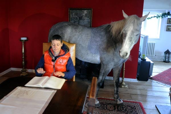 Wohnen mit einem Pferd im Haus: Nasar im Arbeitszimmer