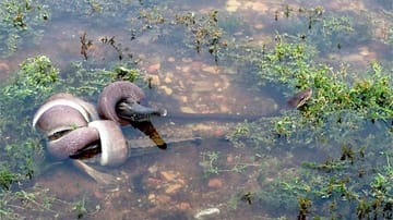 Kampf unter kleinen Giganten: Python verschlang Krokodil in Australien