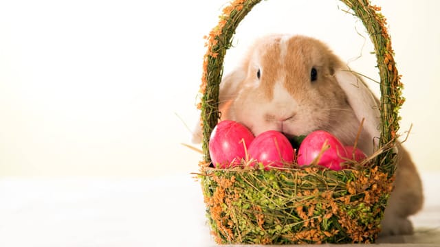 Der Hase, einer der fruchtbarsten Tiere, gilt als Eierlegendes Symboltier