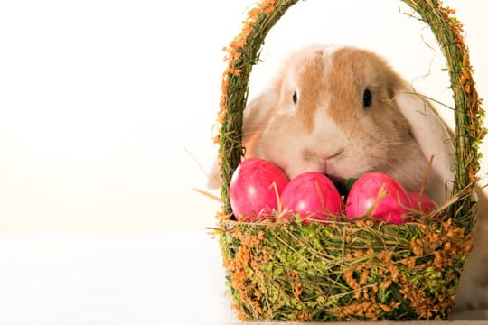 Der Hase, einer der fruchtbarsten Tiere, gilt als Eierlegendes Symboltier