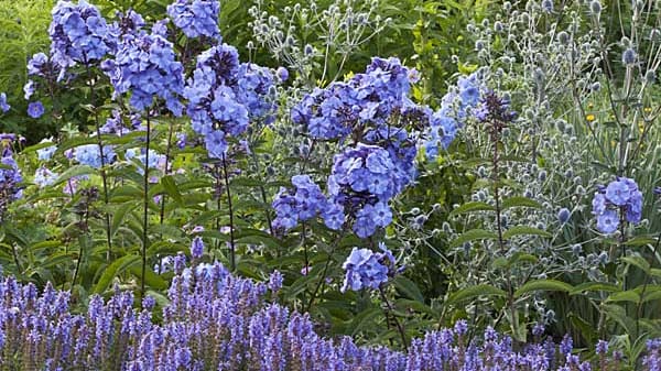 Steppen-Salbei, Flammenblumen und Edeldistel