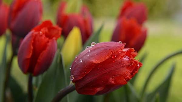 Rote Tulpen