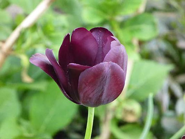 Dunkelrote Tulpe