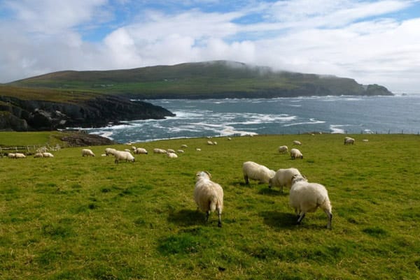 Irland, Schafe bei Dun Lougha Castle.