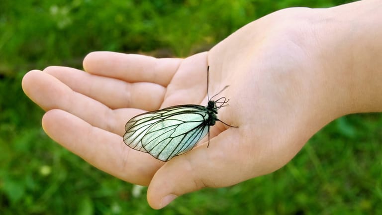 Die Flügel der Schmetterlinge sind dachziegelartig mit Schuppen übersät, die den Flügeln Farbe verleihen