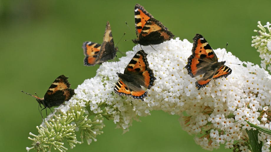 Schmetterlinge saugen durch Ihren Rüssel flüssige Blütensäfte ein