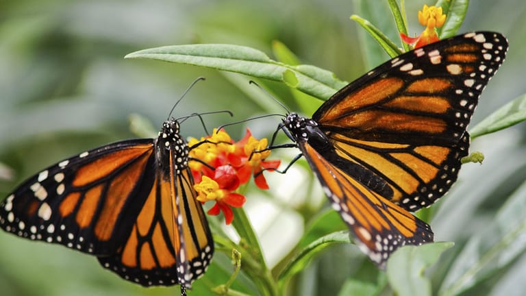 Jährlich werden über 700 Schmetterlingsarten neu entdeckt
