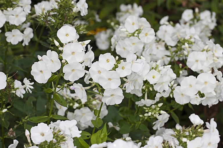 Sommer-Phlox mit weißen Blüten