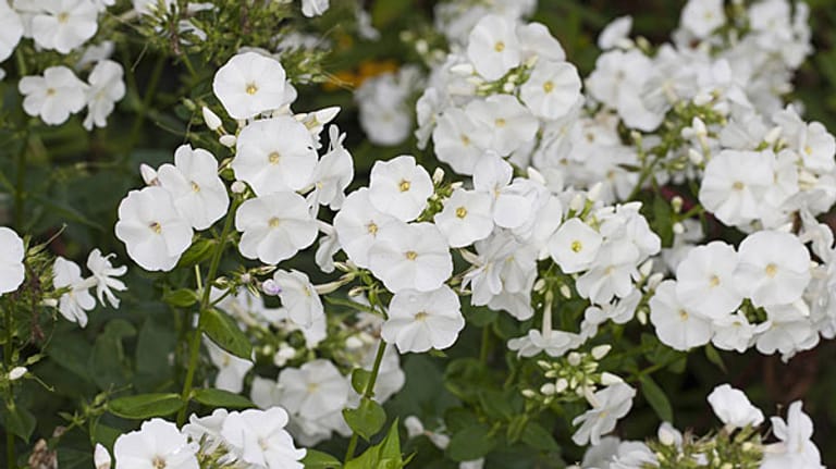 Sommer-Phlox mit weißen Blüten