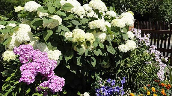 Phlox mit Hortensie