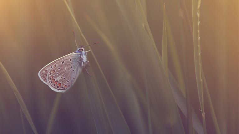 Schmetterlingen haftet etwas mystisches an, sie gelten als Symbol der Entfaltung und Wiedergeburt