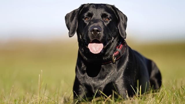 Aktive Menschen werden mit dem Labrador viel Spaß haben