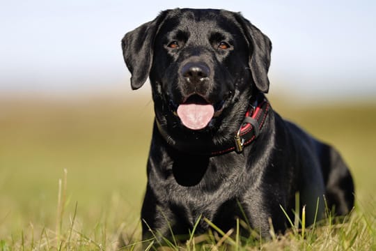 Aktive Menschen werden mit dem Labrador viel Spaß haben