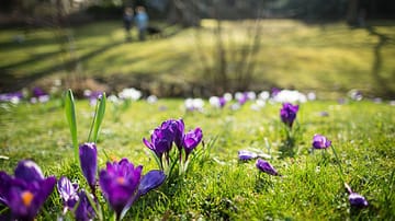 Frühjahrskrokus (Crocus albiflorus): Einmal aufgeblüht, sichert die Sprossenknolle des Krokus die Verbreitung von Tochterzwiebeln im Garten und somit die Blüte im nachfolgenden Frühjahr.