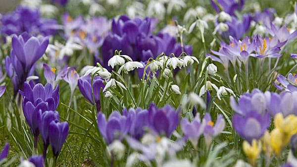 Frühjahrskrokus (Crocus albiflorus): Die Frühblüher passen gut zu Schneeglöckchen.