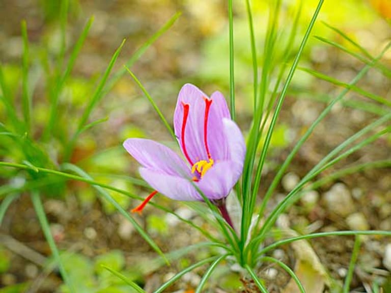 Safrankrokus (Crocus sativus): Er blüht im Herbst und ist wegen seiner Blütenstempel berühmt. Zur Safranernte angebaut wird er hauptsächlich im Iran, in Kaschmir und im europäischen Mittelmeerraum. Die Blume schätzt im Garten einen sehr warmen, sonnigen Standort und durchlässige, sandig-humose Erde.