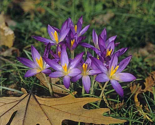 Herbst-Pracht-Krokus (Crocus speciosus): Er eignet sich gut für Blumenrabatte oder den Steingarten.