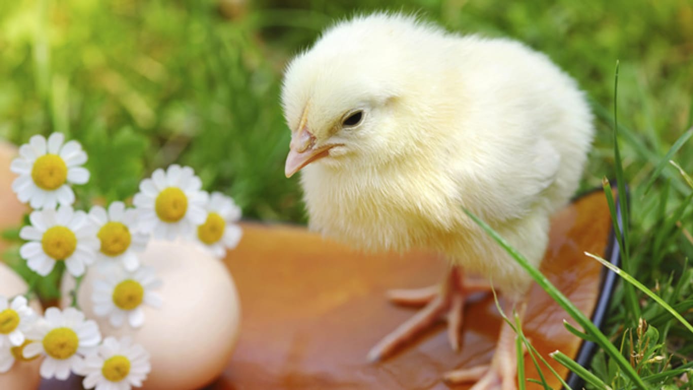 Das Osterei symbolisiert Fruchtbarkeit - doch warum bringt es ein Hase?