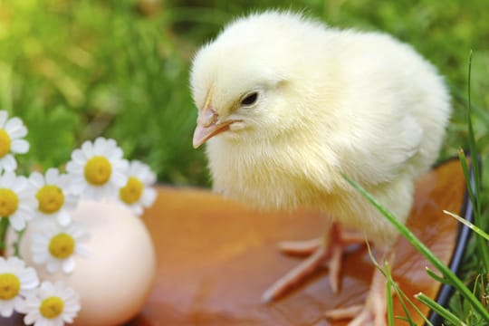 Das Osterei symbolisiert Fruchtbarkeit - doch warum bringt es ein Hase?