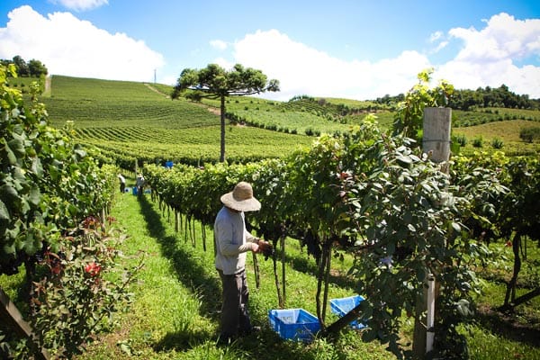 Tal der Weinberge: In der Region Vale dos Vinhedos sind die meisten namhaften brasilianischen Weingüter vertreten.