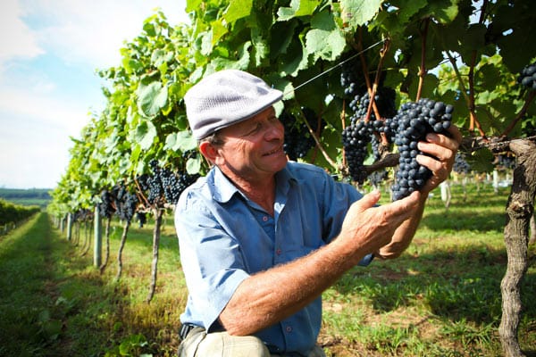 Der meiste Wein wird im Süden Brasiliens angebaut und im Februar und März gelesen.