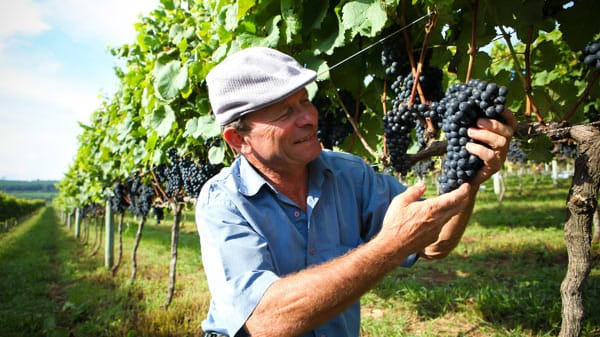 Der meiste Wein wird im Süden Brasiliens angebaut und im Februar und März gelesen.