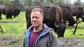 Das will Mike Miller ändern und den Bisons mit dem "Alaska Wood Bison Reintroduction Program" wieder zu ihrem rechtmäßigen Platz in der Natur verhelfen.