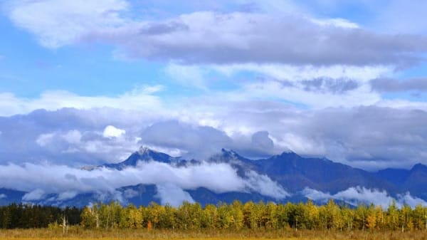 Die wilde Natur Alaskas ist eigentlich ideal für die Bisons. Doch seit nunmehr 80 Jahren sind die Waldbisons, die größeren Verwandten der Präriebisons, in Alaska ausgestorben.