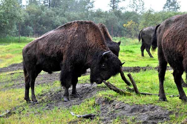 Aus gut 100 wilden Bisons, die 2003 und 2008 aus Kanada nach Alaska gebracht wurden, soll eine neue Population erwachsen - eine, die in die Wildnis gehört.