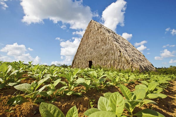 Noch einmal zurück zu den Zigarren. Eine Tabak-Plantage auf Kuba. Im Hintergrund eines der Häuser zum Trocknen und Fermentieren der Blätter.