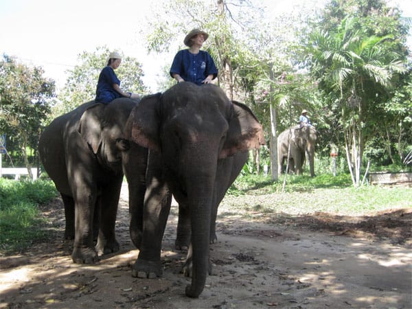 Wie lenkt man einen Elefanten? Und wie badet man mit einem der grauen Riesen? Das lernen Sie in Nordthailand. Im "Thai Elephant Conservation Center" schlüpfen sie für ein paar Tage in die Rolle des "Mahut", des Elefantenführers.