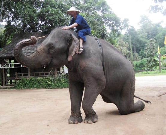 Im Camp bei Lampang sind sie für "ihren" Elefanten persönlich zuständig. Morgens werden die Tiere aus dem Wald zum Badeteich geführt, danach heißt es, das Auf- und Absteigen zu lernen und die wichtigsten Kommandos zu üben.