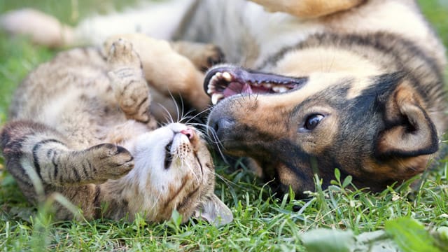 Mit etwas Geduld können Hund und Katze Freunde für's Leben werden