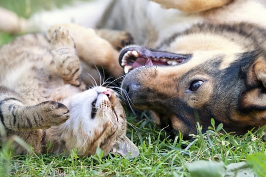 Mit etwas Geduld können Hund und Katze Freunde für's Leben werden