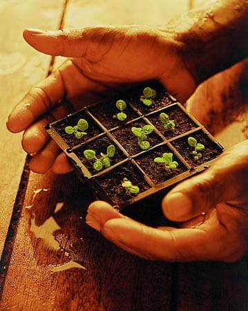 Wenn die Tabakpflanzen aus den Gewächshäusern kommen und auf den Felder ausgesetzt werden sind sie kleiner als ein Fingernagel....