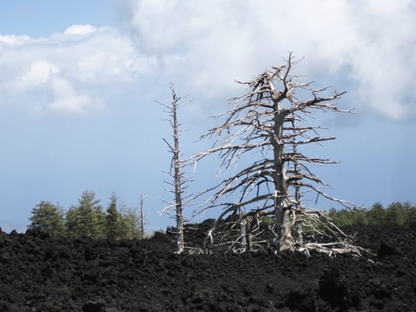 Lavafeld mit abgestorbenen Bäumen: Die ständigen Vulkanausbrüche hinterlassen in der Landschaft ihre Spuren.