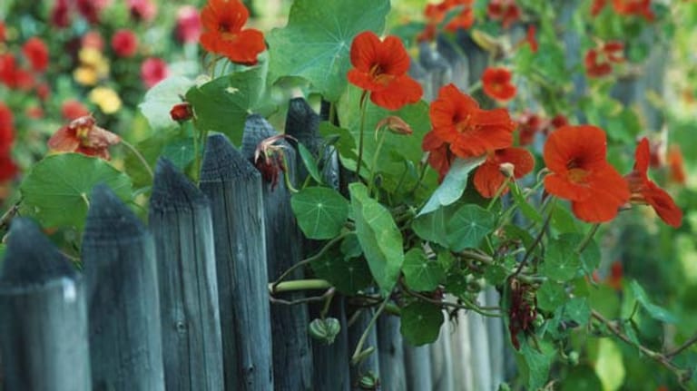 Kapuzinerkresse schmückt den Zaun.