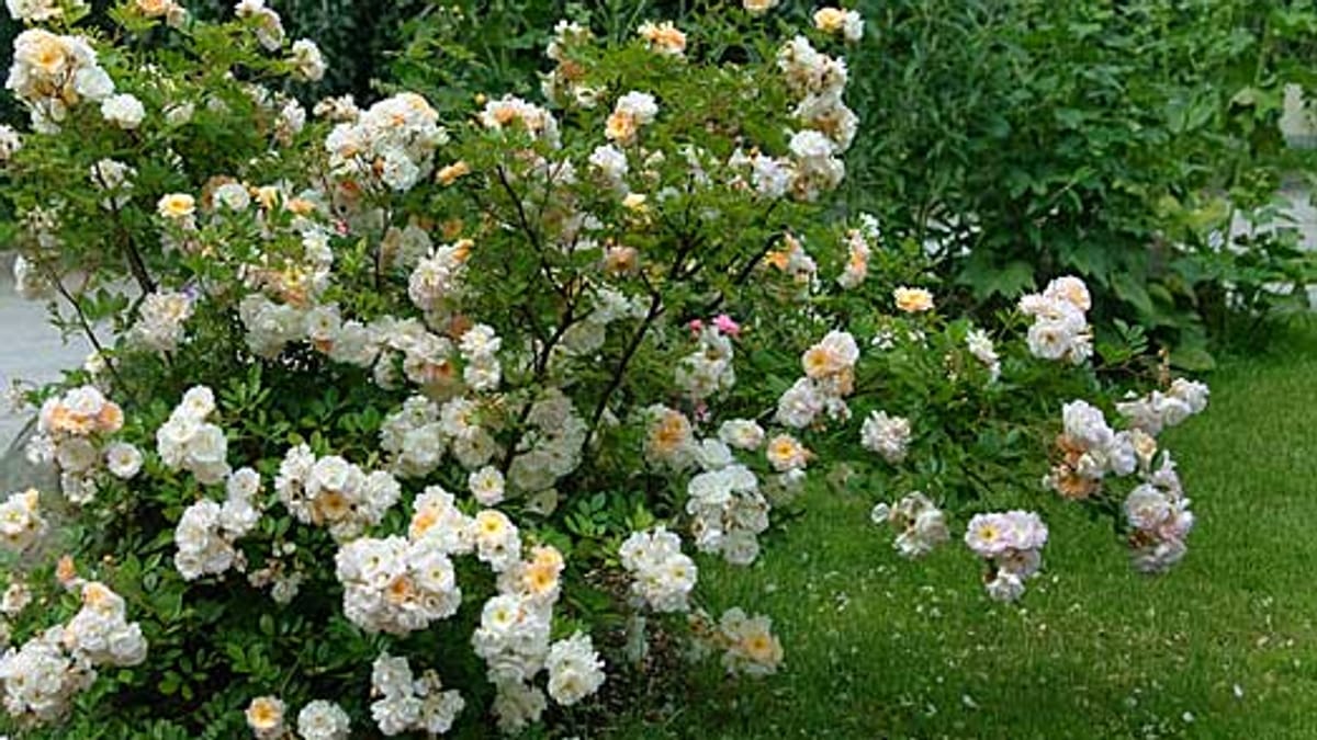 Rosen für den Halbschatten
