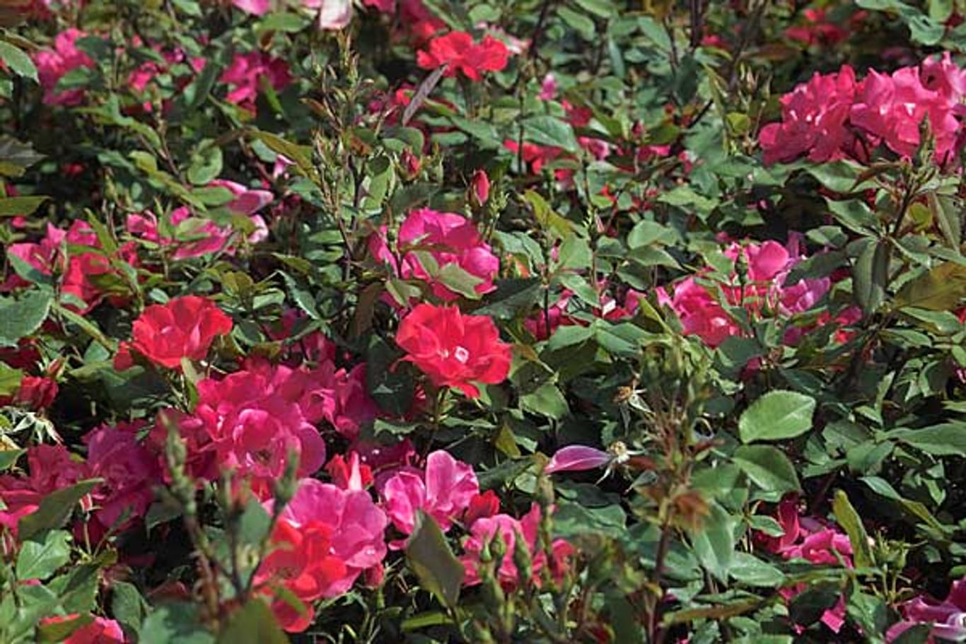 Rosen für den Halbschatten